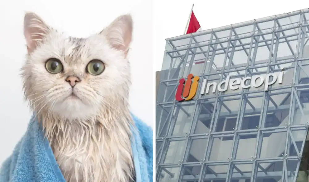 Indecopi multa a veterinaria por lesionar a gato durante baño en Miraflores Indecopi multa a veterinaria por lesionar a gato durante baño en Miraflores