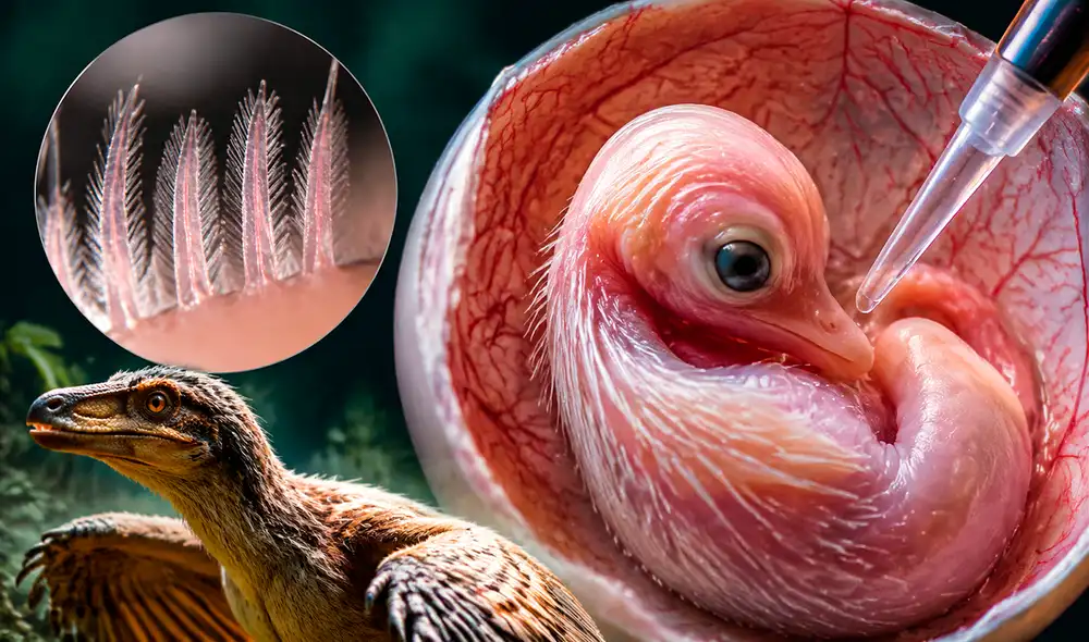 Un equipo de la Universidad de Ginebra ha documentado un fenómeno biológico al manipular la vía molecular Sonic hedgehog en embriones de pollo. Un equipo de la Universidad de Ginebra ha documentado un fenómeno biológico al manipular la vía molecular Sonic hedgehog en embriones de pollo.