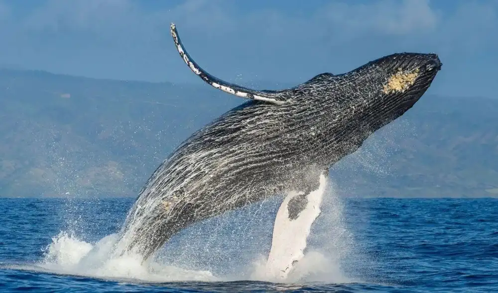 Temporada de avistamiento de ballenas 2026 iniciará sin ley de protección en Perú. Temporada de avistamiento de ballenas 2026 iniciará sin ley de protección en Perú.
