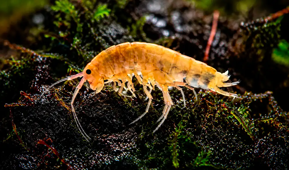 Los investigadores hallaron una nueva especie de camarón terrestre en el suelo y en los árboles de las montañas Cyclops. Los investigadores hallaron una nueva especie de camarón terrestre en el suelo y en los árboles de las montañas Cyclops.