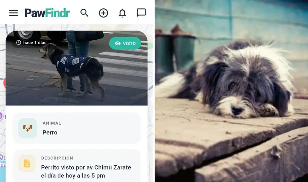 PawFindr, la innovadora aplicación peruana, facilita la búsqueda de mascotas extraviadas mediante un sistema de reportes, mapas interactivos y alertas en tiempo real.