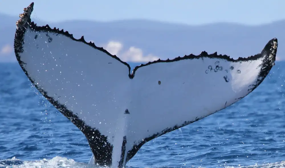 Los científicos avistaron ballenas jorobadas que realizaron travesías separadas batiendo récords. Foto: Pacific Whale Foundation
