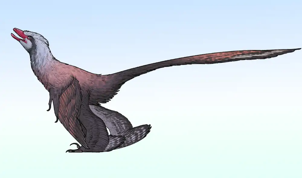 Un dinosaurio con plumas tenía una cola parecida a la de un pavo real. Foto: Connor Ashbridge