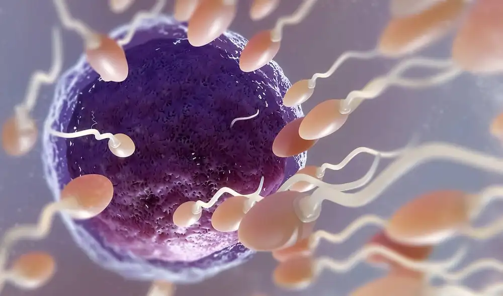 Un estudio indica que el almacenamiento prolongado de esperma puede reducir su calidad. Foto: iStock