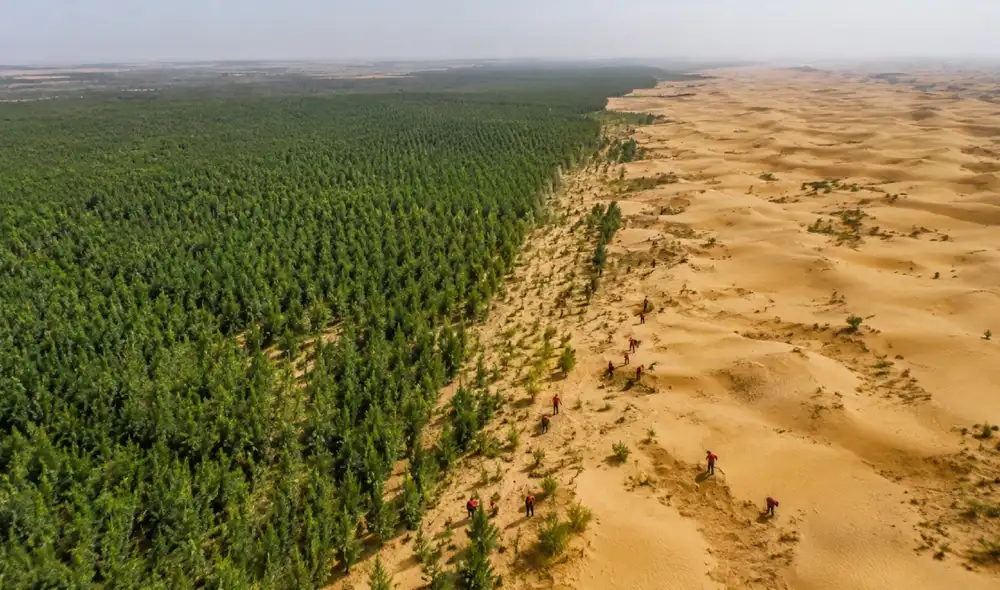 Los árboles del proyecto de reforestación parecen crecer más rápido que los de los bosques naturales. Foto: Gemini IA Los árboles del proyecto de reforestación parecen crecer más rápido que los de los bosques naturales. Foto: Gemini IA