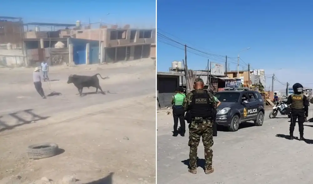 El incidente generó preocupación entre los habitantes de Apipa, quienes observaron cómo el animal corría sin control por las lomas cercanas. El incidente generó preocupación entre los habitantes de Apipa, quienes observaron cómo el animal corría sin control por las lomas cercanas.