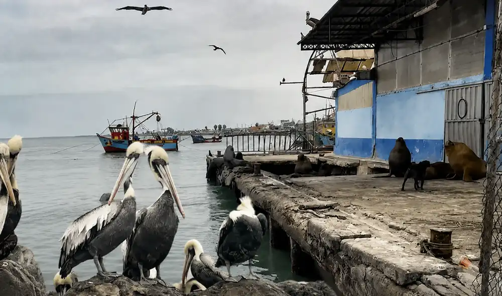 Fauna marina muere por calentamiento del mar en Pisco Fauna marina muere por calentamiento del mar en Pisco