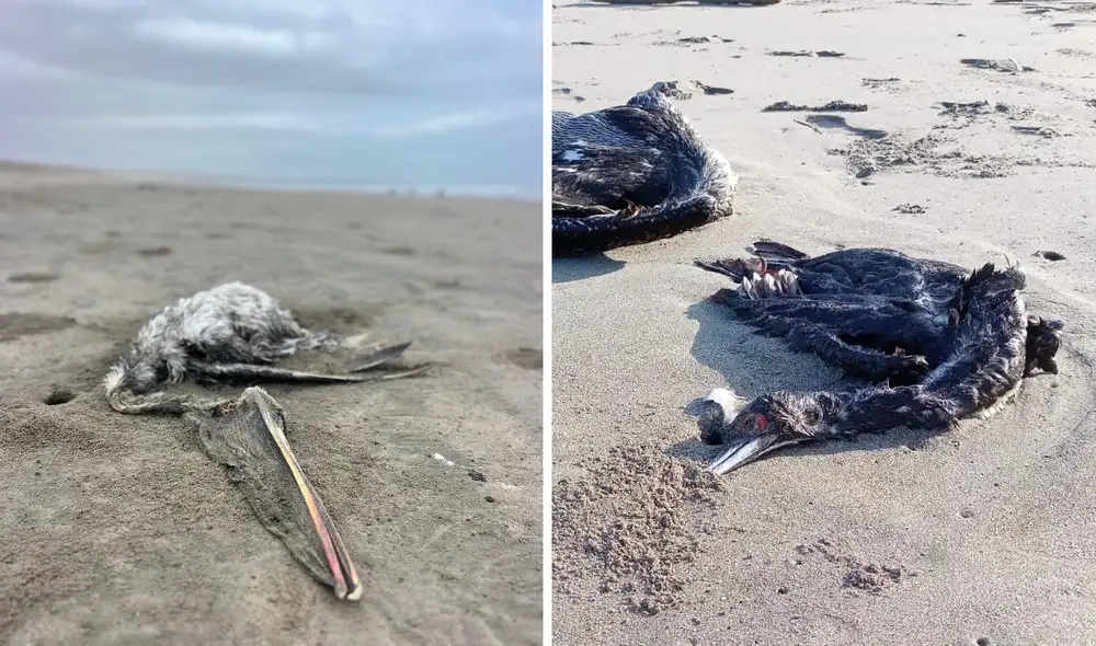 Aves muertas en playas y reservas del norte peruano por El Niño