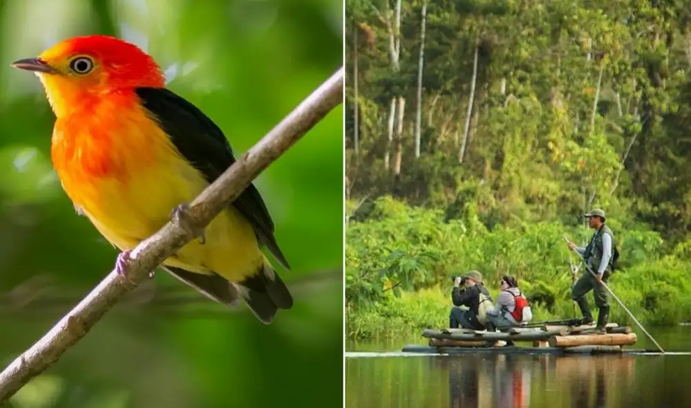 El Parque Nacional del Manu, atracción principal, alberga múltiples ecosistemas que permiten avistar especies como el gallito de las rocas andino y variados quetzales, aumentando el interés en el aviturismo. El Parque Nacional del Manu, atracción principal, alberga múltiples ecosistemas que permiten avistar especies como el gallito de las rocas andino y variados quetzales, aumentando el interés en el aviturismo.