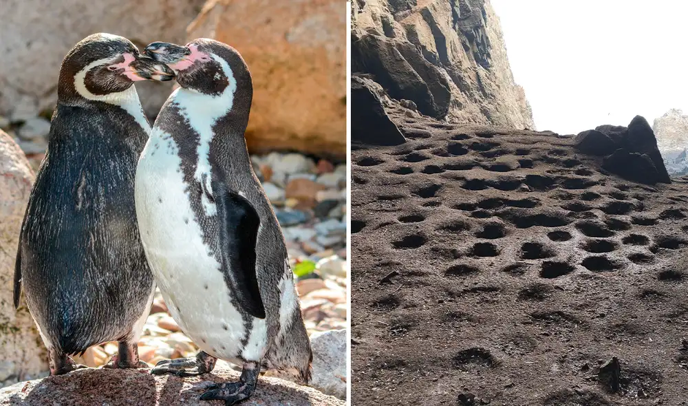 El Fenómeno de El Niño en el litoral peruano ha ocasionado que la situación del pingüino de Humboldt se agrave. El Fenómeno de El Niño en el litoral peruano ha ocasionado que la situación del pingüino de Humboldt se agrave.