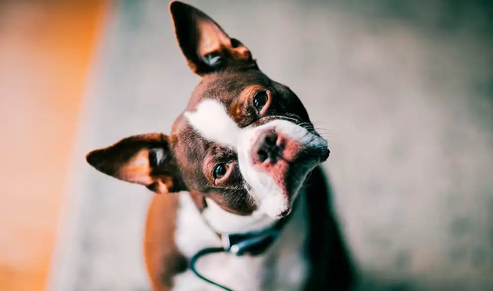 El cerebro de los perros reaccionan si le hablas como a un bebé. Foto: iStock El cerebro de los perros reaccionan si le hablas como a un bebé. Foto: iStock