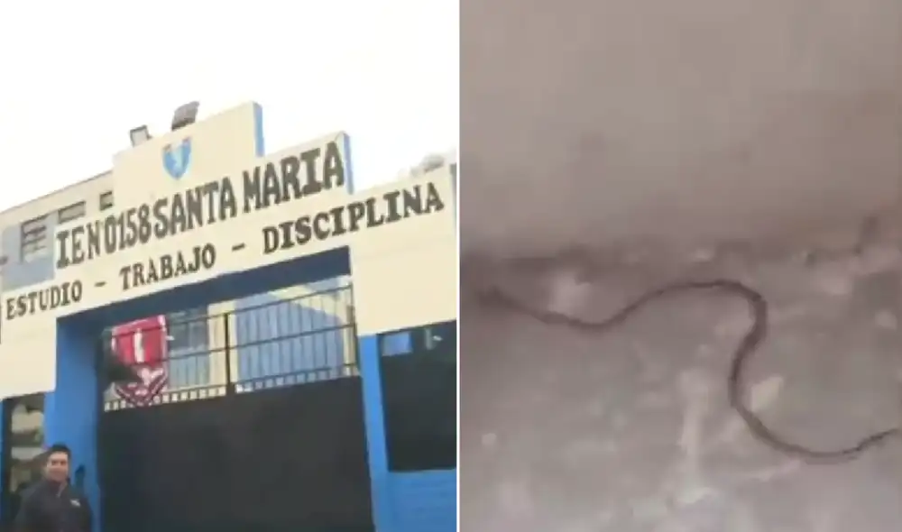 La comunidad exige fumigación y un cerco perimétrico, mientras critican la falta de comunicación de la dirección sobre el problema y otras deficiencias en la institución educativa. La comunidad exige fumigación y un cerco perimétrico, mientras critican la falta de comunicación de la dirección sobre el problema y otras deficiencias en la institución educativa.