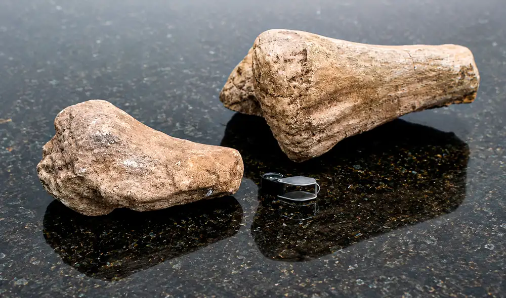 Un importante hallazgo fósil en la Amazonía ecuatoriana marca un hito en la paleontología nacional al descubrir el primer dinosaurio en esta región.