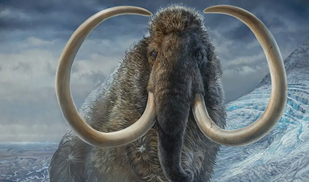 Los huesos de mamut lanudo pertenecieron a otro tipo de mamífero. Foto: James Havens