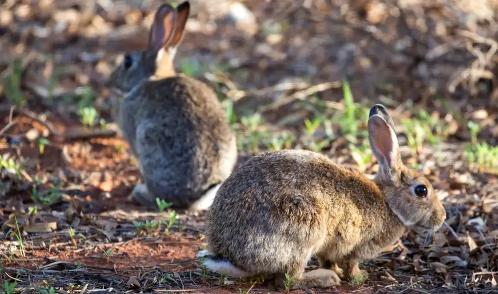 Conejos europeos introducidos en el siglo XIX desencadenaron una de las peores invasiones biológicas en Australia. Foto: iStock Conejos europeos introducidos en el siglo XIX desencadenaron una de las peores invasiones biológicas en Australia. Foto: iStock