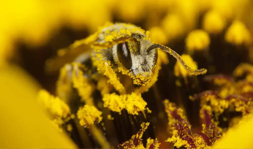 El polen de las flores podría servir como un material para crear productos ecológicos. Foto: NatureBee El polen de las flores podría servir como un material para crear productos ecológicos. Foto: NatureBee