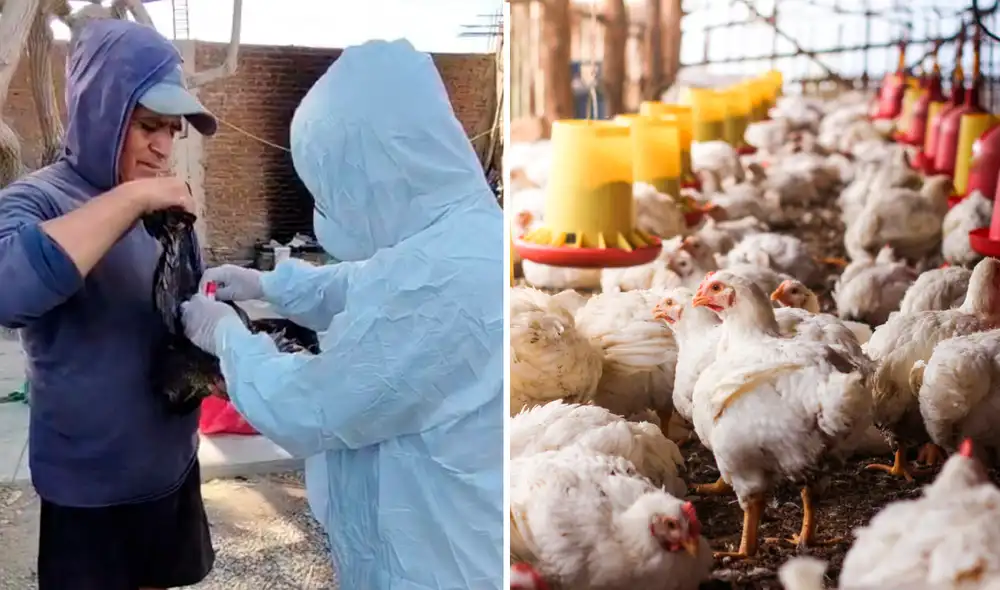 Autoridades descartaron riesgo en consumir pollo y huevo