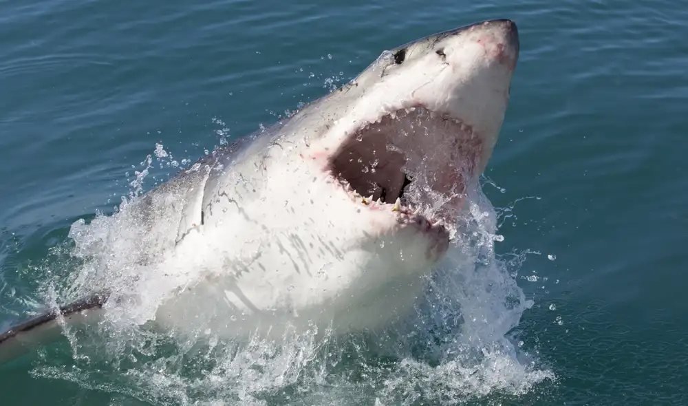 El tiburón blanco (Carcharodon carcharias) es uno de los selaquimorfos más conocidos de su familia. Foto: Shutterstock
