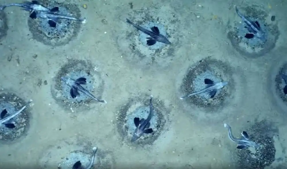 Una colonia de peces de hielo fue descubierta en la Antártida. Foto: Alfred Wegener Institute Una colonia de peces de hielo fue descubierta en la Antártida. Foto: Alfred Wegener Institute