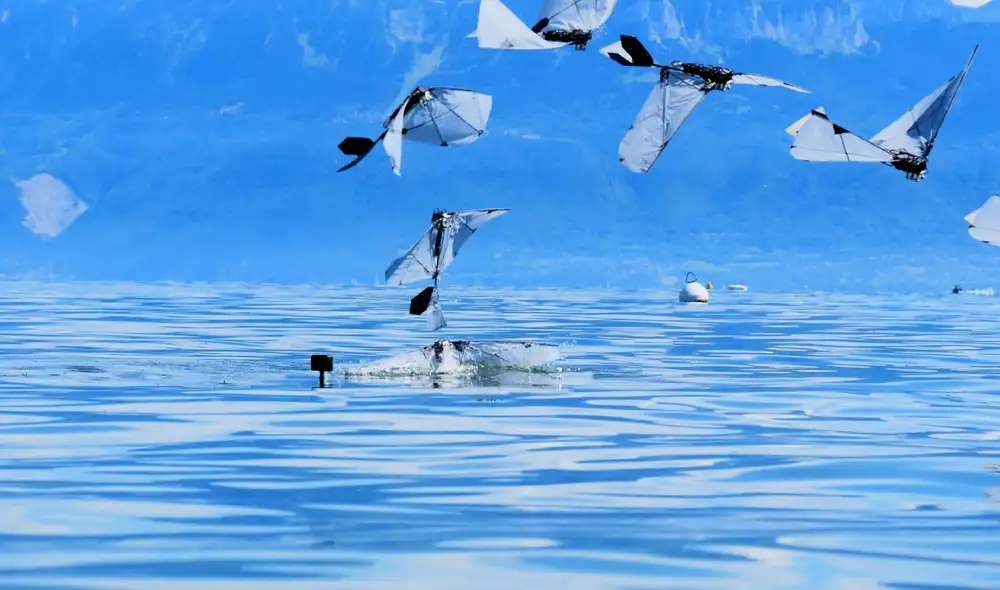 El pájaro robótico realiza el salto en menos de un segundo tras entre 8 y 10 aleteos. Foto: Raphael Zufferey / MIT El pájaro robótico realiza el salto en menos de un segundo tras entre 8 y 10 aleteos. Foto: Raphael Zufferey / MIT