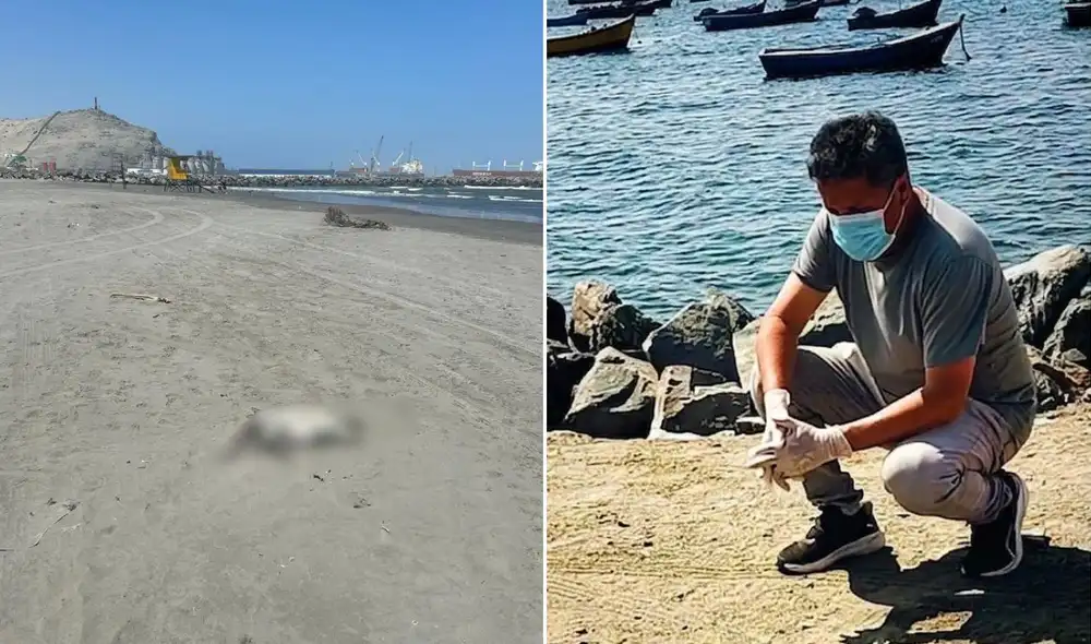 Alerta por aves muertas en playa de Salaverry: riesgos sanitarios y posibles consecuencias