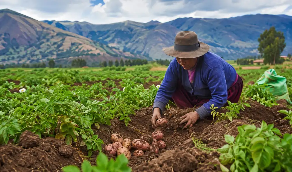 Miles de pequeños productores podrían verse afectados por lluvias extremas y sequías asociadas a un eventual Fenómeno El Niño fuerte. Miles de pequeños productores podrían verse afectados por lluvias extremas y sequías asociadas a un eventual Fenómeno El Niño fuerte.