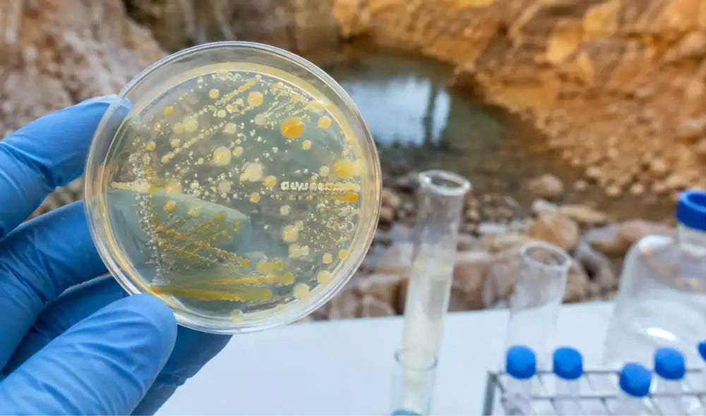 Un grupo de científicos descubrió bacterias que pueden inmovilizar hasta el 96% del uranio disuelto en laboratorio. Un grupo de científicos descubrió bacterias que pueden inmovilizar hasta el 96% del uranio disuelto en laboratorio.