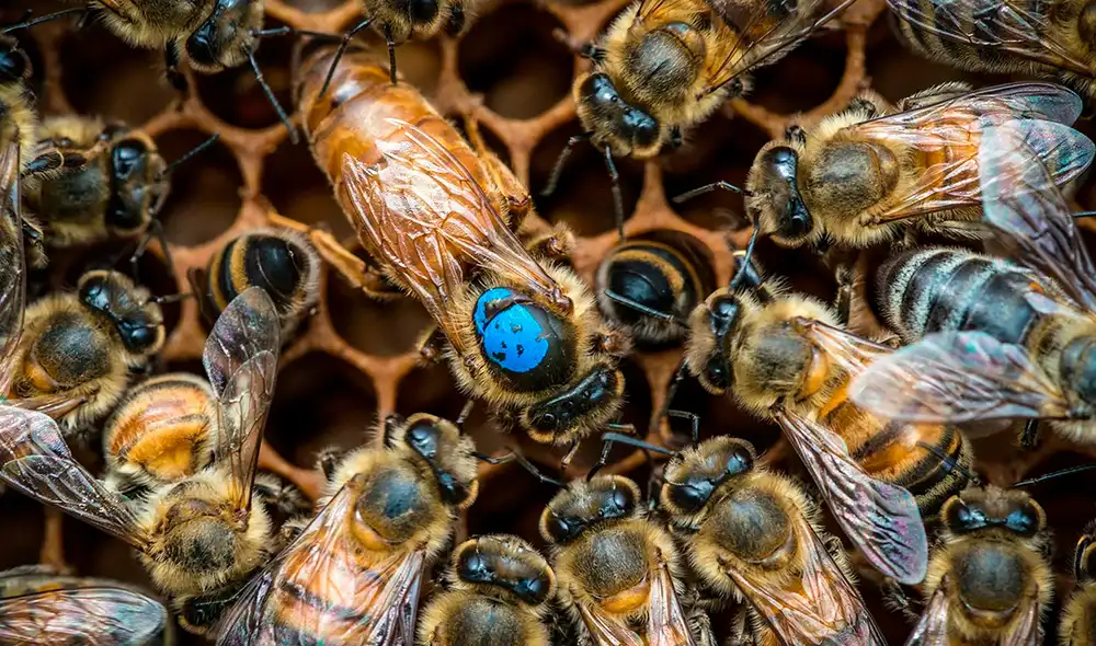 La reina (en el centro, con el punto azul) es cuidada y alimentada por las abejas obreras jóvenes. A medida que estas abejas envejecen, asumen otras tareas en la colmena. Foto: HHU/Instituto de Genética Evolutiva