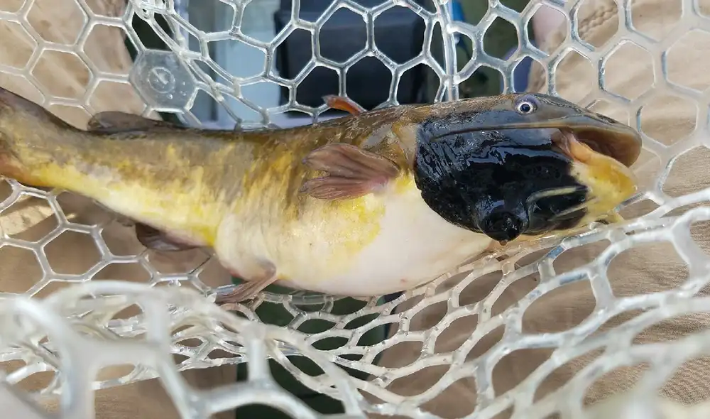 Científicos estudiaron bagres con misteriosas lesiones negras y se sorprendieron al descubrir que es un melanoma. Foto: Vermont Fish & Wildlife