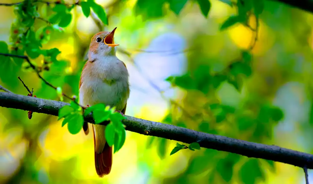 El canto de los pájaros en un bosque frondoso podría mejorar la salud mental. Foto: iStock El canto de los pájaros en un bosque frondoso podría mejorar la salud mental. Foto: iStock