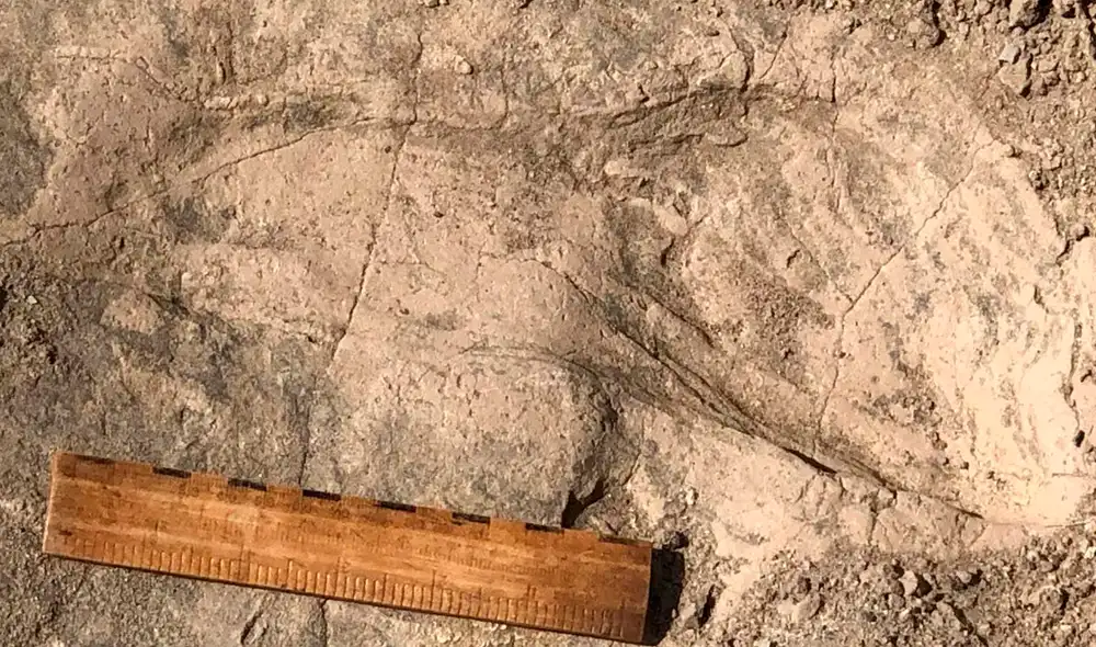 Una de las huellas de 1,43 millones de años de antigüedad encontradas en Kenia. Foto: Kay Behrensmeyer Una de las huellas de 1,43 millones de años de antigüedad encontradas en Kenia. Foto: Kay Behrensmeyer
