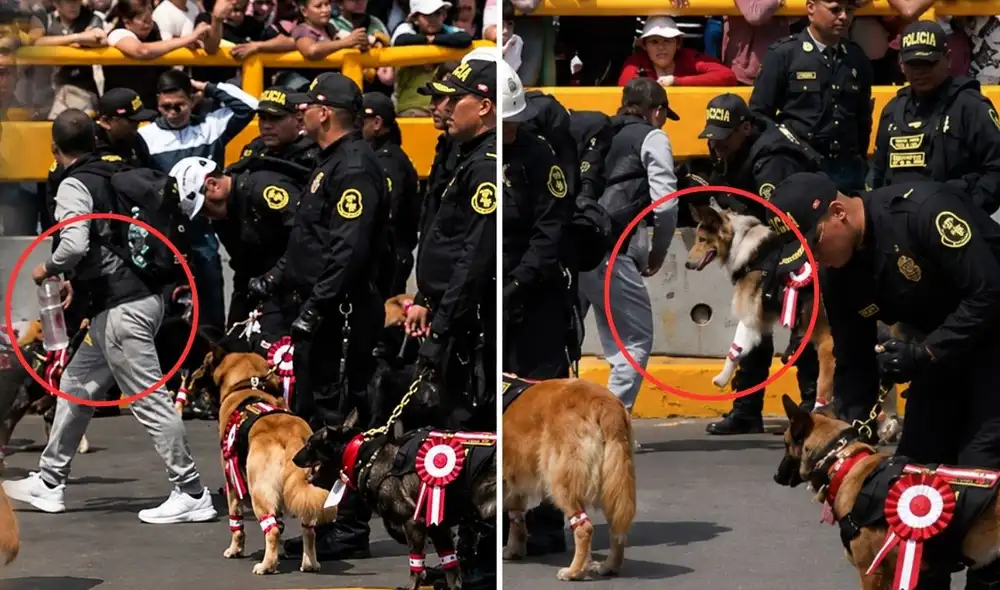 Momentos de tensión se vivieron durante la Gran Parada y Desfile Cívico-Militar 2026, cuando la delegación canina de la Policía Nacional del Perú fue vista en apuros por el calor. Momentos de tensión se vivieron durante la Gran Parada y Desfile Cívico-Militar 2026, cuando la delegación canina de la Policía Nacional del Perú fue vista en apuros por el calor.