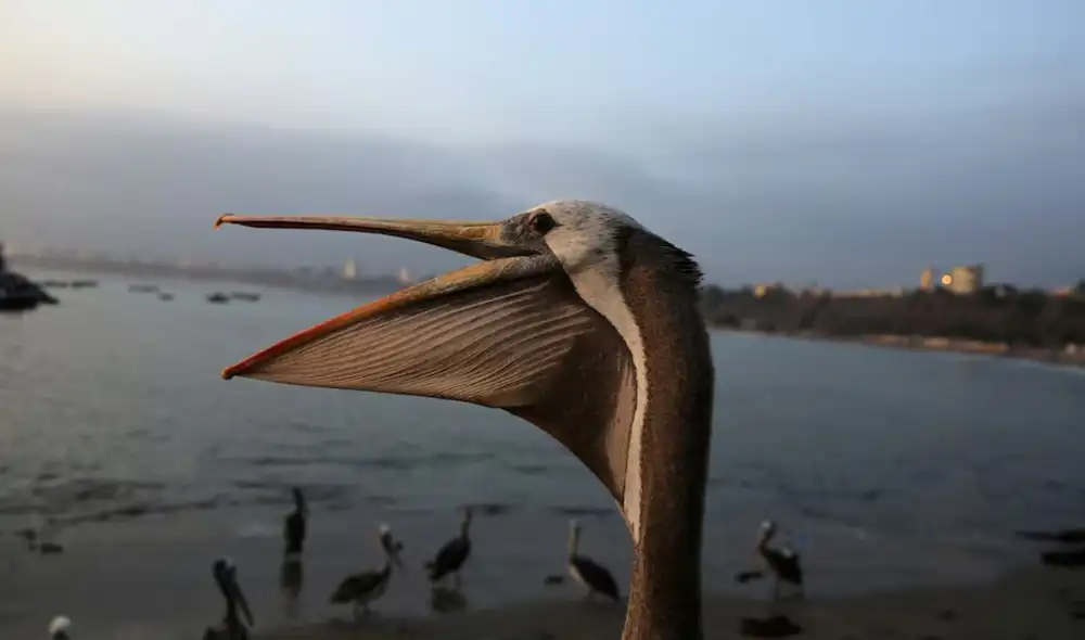 Decenas de pelícanos llegan al litoral de Chorrillos cada fin de semana, pero la escasez de anchoveta por El Niño ha llevado a una situación crítica. Decenas de pelícanos llegan al litoral de Chorrillos cada fin de semana, pero la escasez de anchoveta por El Niño ha llevado a una situación crítica.