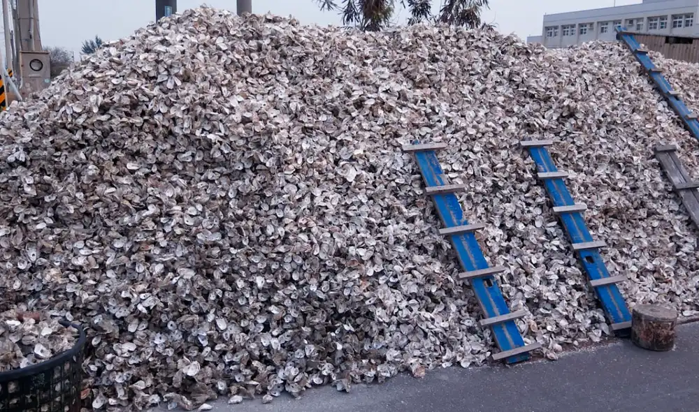 Las conchas de ostras lanzadas al océano crearon un nuevo ecosistema. Foto: iStock Las conchas de ostras lanzadas al océano crearon un nuevo ecosistema. Foto: iStock