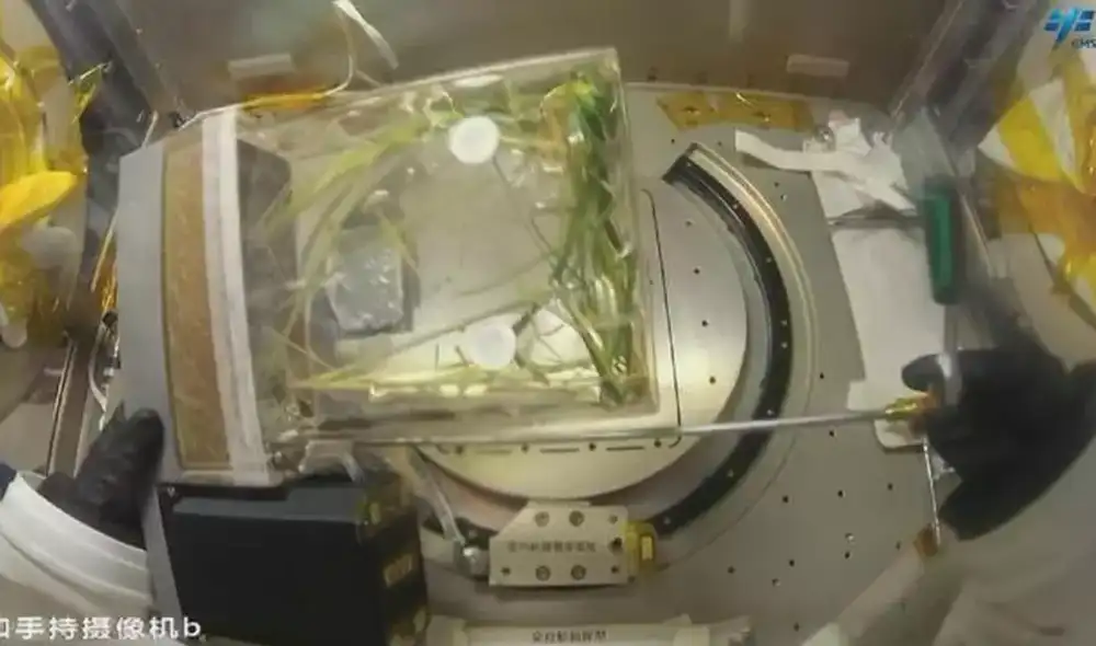 China recolecta las primeras semillas de arroz cultivadas en el espacio. Foto: CCTV