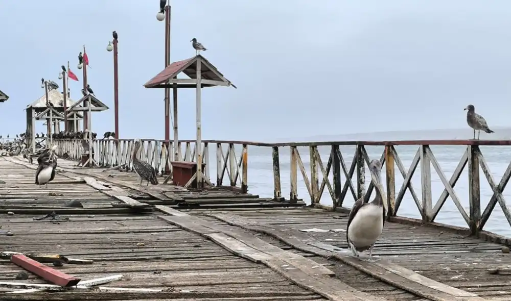 Aumento inusual de pelícanos en muelle de Huanchaco alerta sobre impacto del calentamiento del mar