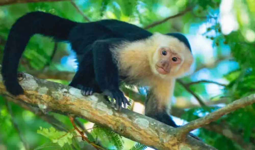 Los monos capuchinos son juguetones, curiosos e inteligentes que viven en grupos familiares de entre 15 y 20 animales. Foto: Universidad de Emory Los monos capuchinos son juguetones, curiosos e inteligentes que viven en grupos familiares de entre 15 y 20 animales. Foto: Universidad de Emory