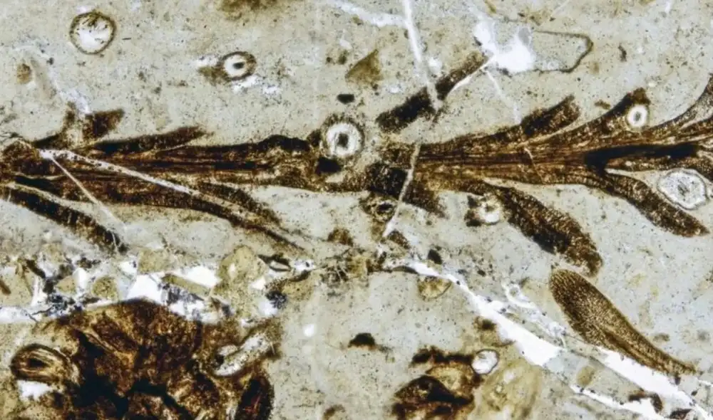 Un equipo de investigadores halló en Santa Cruz, Argentina, una planta fósil de 150 millones de años, Austrohamia vitrea, que revela la anatomía interna de los bosques jurásicos. Un equipo de investigadores halló en Santa Cruz, Argentina, una planta fósil de 150 millones de años, Austrohamia vitrea, que revela la anatomía interna de los bosques jurásicos.