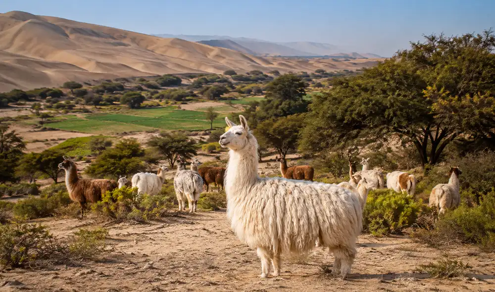 Alberto Benavides Ganoza transforma un terreno árido en Ica en un oasis agroecológico, combinando agricultura orgánica, energías renovables y cultivos resistentes.