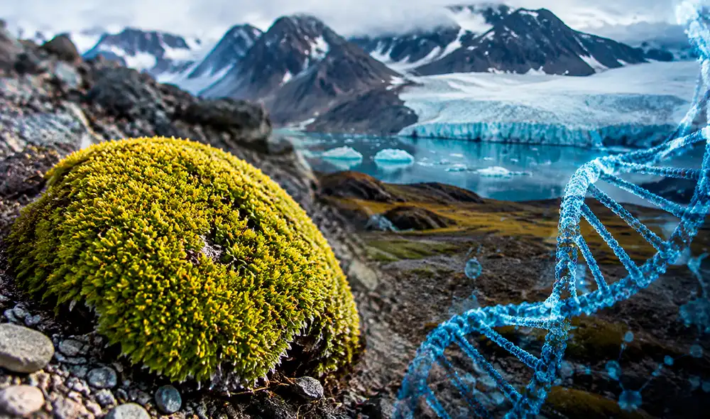 Investigadores chilenos lideran un estudio que revela el genoma de referencia del clavelito antártico, una especie clave en la adaptación vegetal al frío.