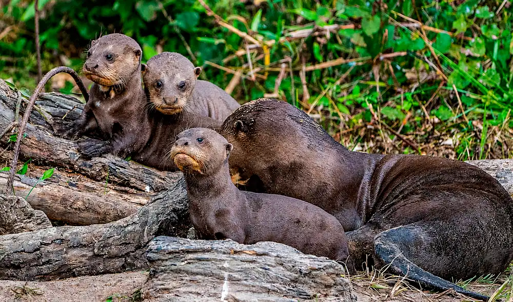 Un esfuerzo conjunto entre Argentina, Brasil, Europa y Estados Unidos facilitó la repatriación de la nutria gigante, con un grupo que incluye ejemplares criados en cautiverio y preparados para su adaptación. Un esfuerzo conjunto entre Argentina, Brasil, Europa y Estados Unidos facilitó la repatriación de la nutria gigante, con un grupo que incluye ejemplares criados en cautiverio y preparados para su adaptación.