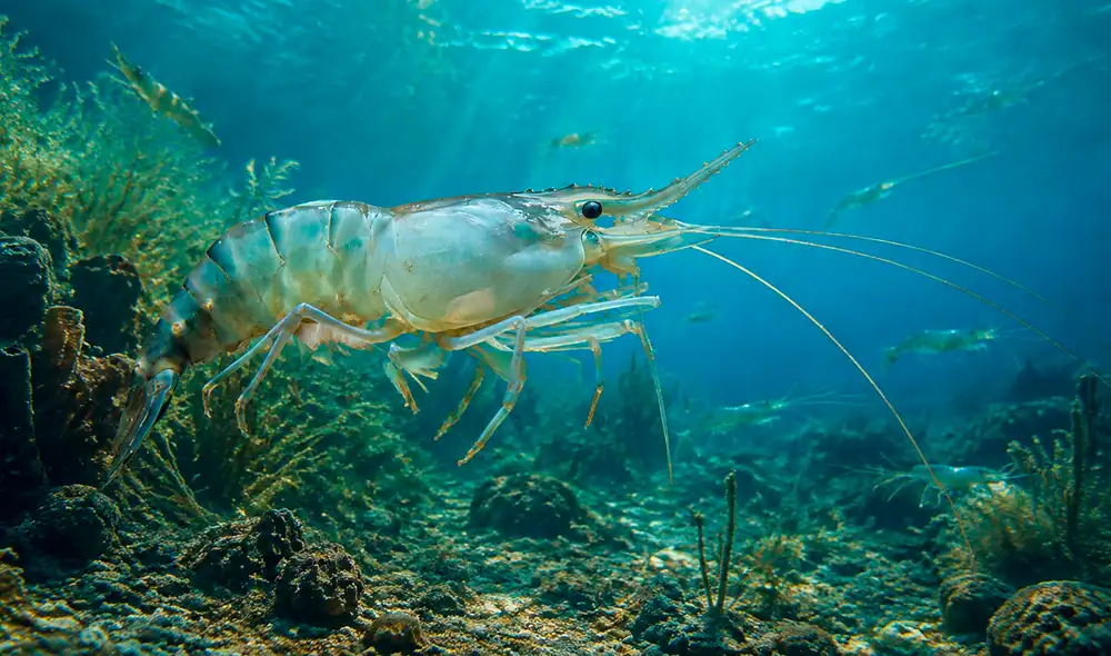 Una investigación del CSIC redefine la evolución de los camarones, revelando su origen en el Pacífico y sugiriendo una dispersión global anterior a la extinción de los dinosaurios. Una investigación del CSIC redefine la evolución de los camarones, revelando su origen en el Pacífico y sugiriendo una dispersión global anterior a la extinción de los dinosaurios.