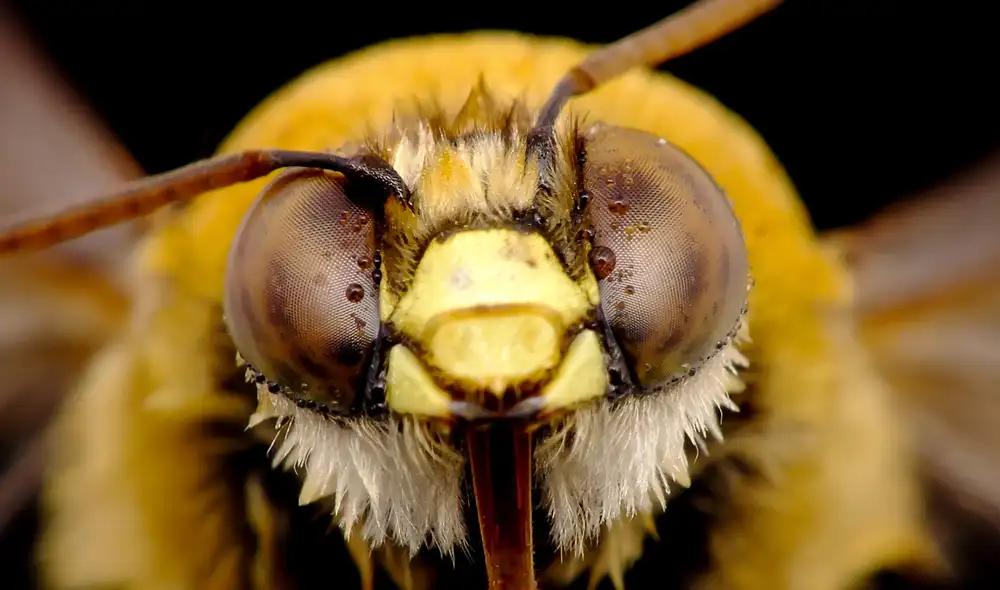 Las abejas son capaces de reconocer rostros humanos, según un experimento. Foto: iStock Las abejas son capaces de reconocer rostros humanos, según un experimento. Foto: iStock