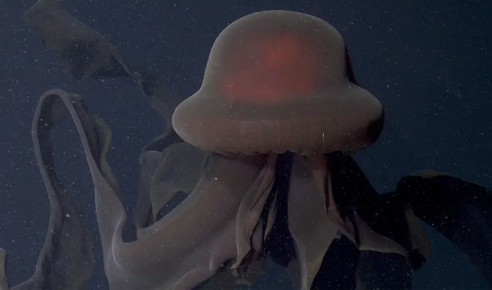 La Stygiomedusa gigantea, conocida como medusa fantasma, se oculta en las profundidades del océano y destaca por sus brazos de más de 10 metros. La Stygiomedusa gigantea, conocida como medusa fantasma, se oculta en las profundidades del océano y destaca por sus brazos de más de 10 metros.