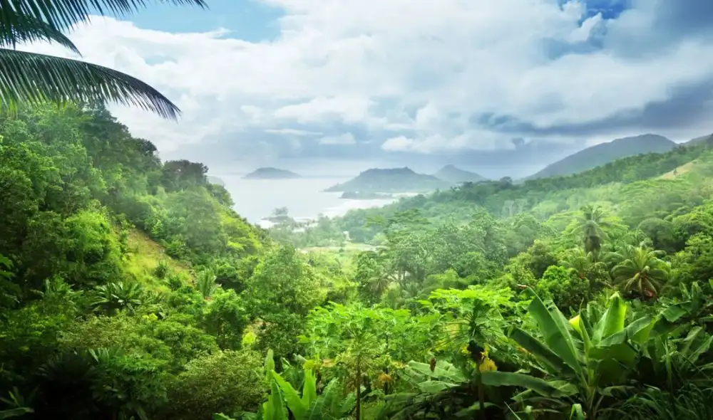 Una selva templada creció a tan solo 900 kilómetros del Polo Sur. Foto: iStock Una selva templada creció a tan solo 900 kilómetros del Polo Sur. Foto: iStock
