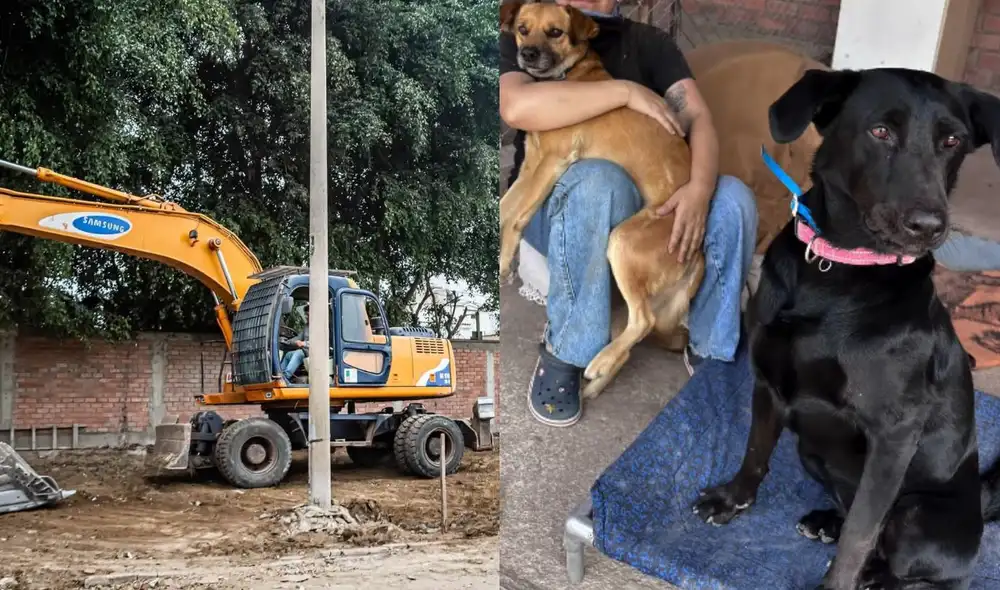 Un conflicto en la Universidad Nacional Agraria La Molina (UNALM) se desató tras la demolición de un refugio para perros abandonados, gestionado por el colectivo Huellas Molineras. Un conflicto en la Universidad Nacional Agraria La Molina (UNALM) se desató tras la demolición de un refugio para perros abandonados, gestionado por el colectivo Huellas Molineras.