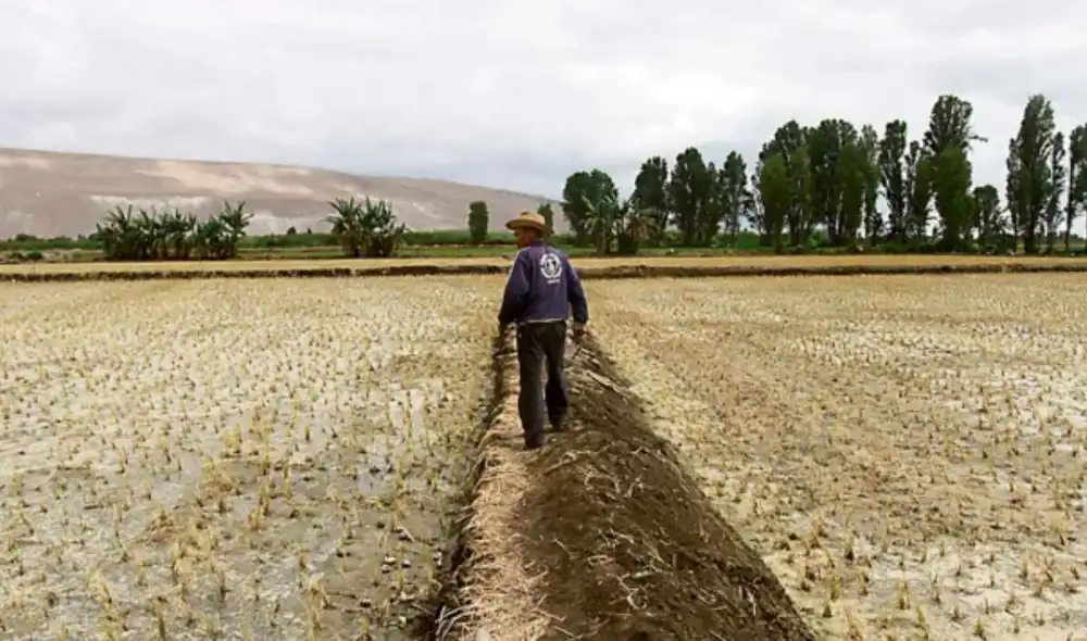 El fenómeno El Niño podría generar una sequía extrema en la sierra central y sur del Perú, similar a la de 1982-1983, advierte Nelson Quispe del Senamhi. Este evento provocaría disminución de lluvias. El fenómeno El Niño podría generar una sequía extrema en la sierra central y sur del Perú, similar a la de 1982-1983, advierte Nelson Quispe del Senamhi. Este evento provocaría disminución de lluvias.