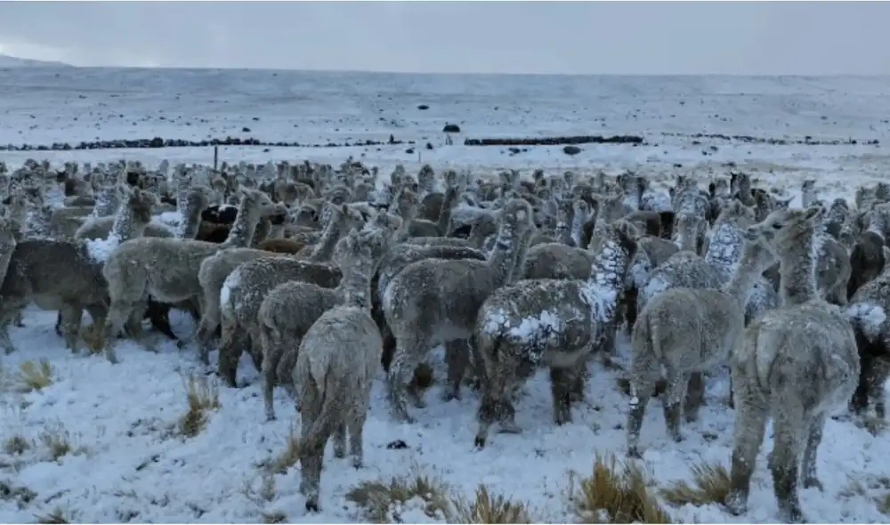 Las bajas temperaturas afectan la ganadería en la sierra central y sur del Perú, según el Senamhi. Productores de Ayacucho, Cusco, Moquegua y Puno reportan muertes de crías y problemas sanitarios.
