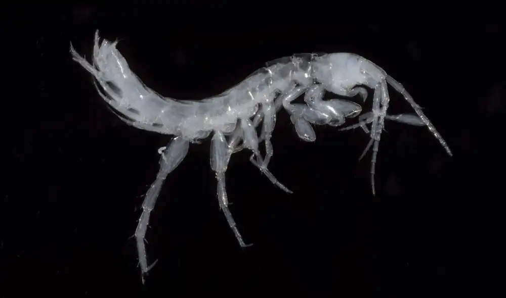 Investigadores identificaron dos nuevas especies del género Bogidiella, pequeños anfípodos parecidos a camarones. Foto: Universidad de Hiroshima/Mushi Ugomeki