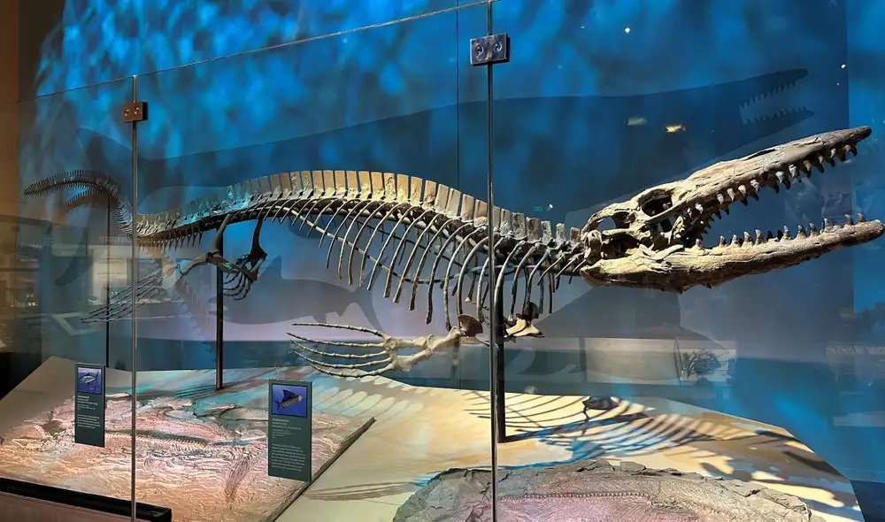 Un ejemplar de Tylosaurus rex se exhibe en el Museo Perot de Naturaleza y Ciencia en Dallas. Foto: Cortesía del Museo Americano de Historia Natural